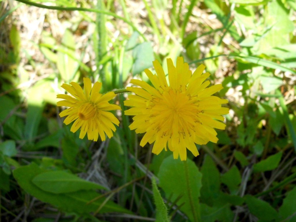 Crepis sancta